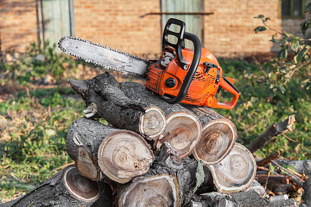 The Steps Involved in Our Tree Care Process in Archbold, OH